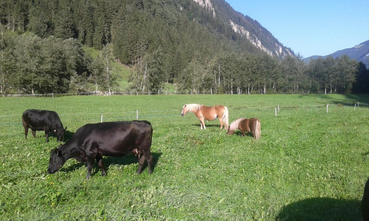 Hotel Gasthaus Haeusling Alm Mayrhofen Exterior foto